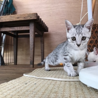 グレーの縞の女の子