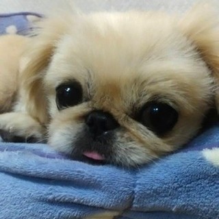 ペキニーズのみかんちゃん
