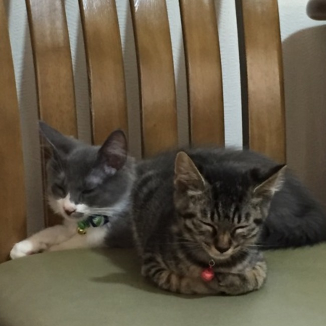 ぴろワカのカバー写真