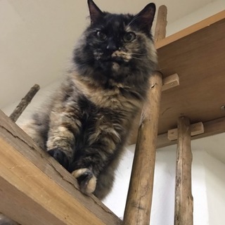 サビ柄長毛でかっこいい猫さんです