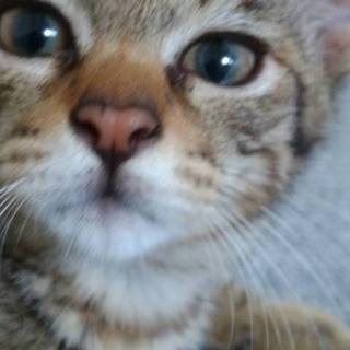 キジにゃんこ★