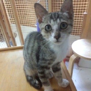 キジ白ちゃん２ヶ月