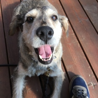 ベンジャミン♂MIX