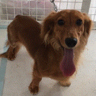 カニヘンダックス（オス）1歳