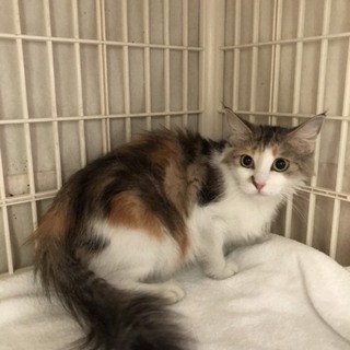 成猫 ４歳 メス