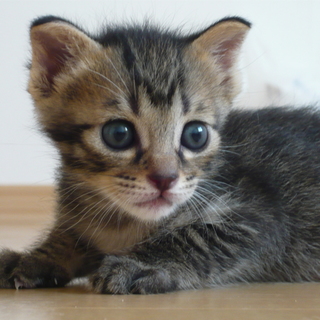 生後一ヶ月のキジ女子です