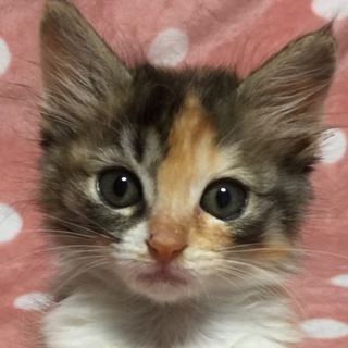 長毛の三毛子猫☆ひな子ちゃん」群馬県 - 猫の里親募集(168822