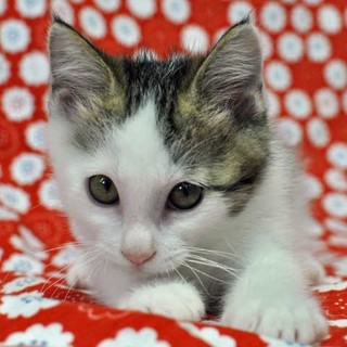 白キジボーイ★ヒロ君