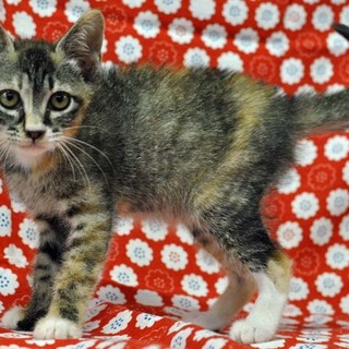 サビ白（ミケ？）の女の子★まるこちゃん