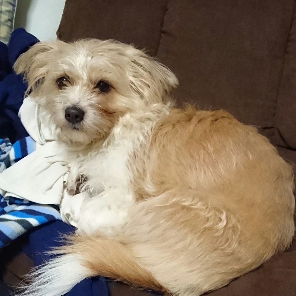 メルクのカバー写真