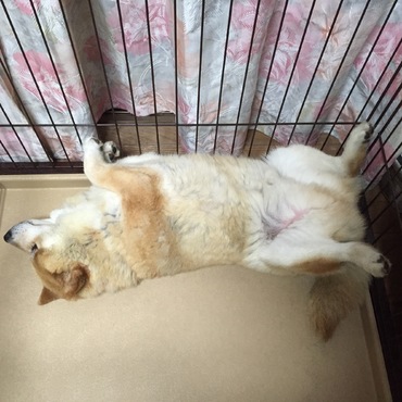 チョコ☆二間の新居（ゲージ）で早速、男子力高め？（きたでんさん　どうですか？）