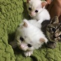 生後１ヶ月子猫