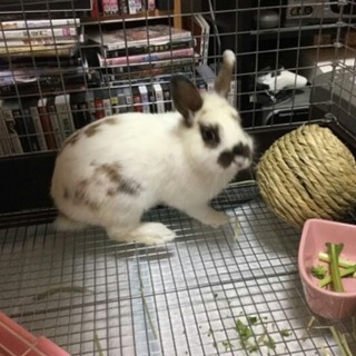 保護うさぎ/大和くん
