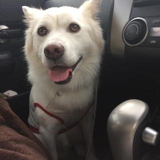 シロちゃん里親さま募集中！