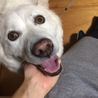 シロちゃん里親さま募集中！ サムネイル2