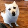 シロちゃん里親さま募集中！ サムネイル3