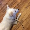 シロちゃん里親さま募集中！ サムネイル4