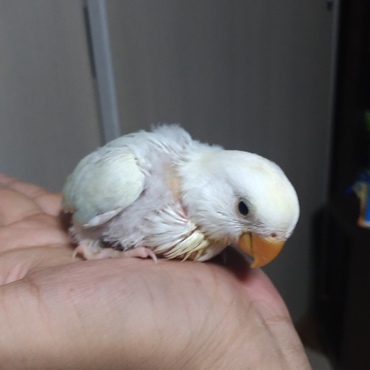 パリットオパーリンのパンちゃん