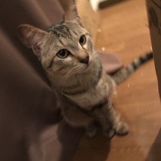 キジトラの男の子です！