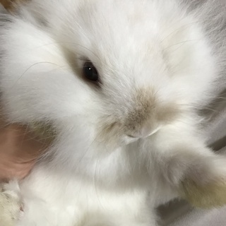 ロップイヤー生後50日