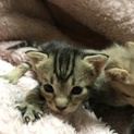 生後1ヶ月の仔猫の里親さん募集！