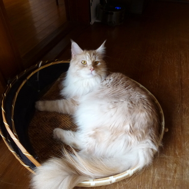 現在6.8kg。もう少しで7kg!!