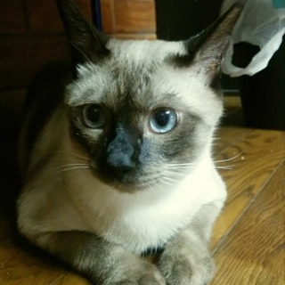 【交渉中】ベタなれ甘えん坊のシャム系MIX