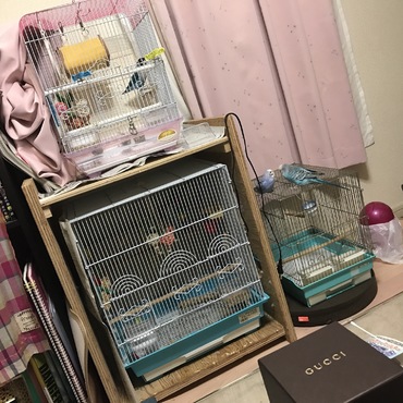 このあと大きい方が負けました泣