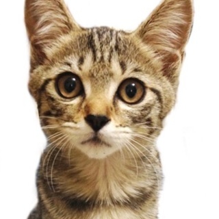 掃除のお手伝いをする子猫です