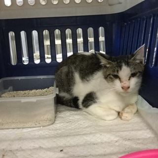 時間がありません！白グレー猫ちゃん