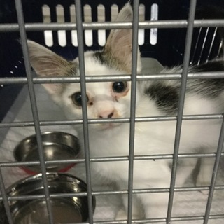 馴れてます！八ちゃん模様の男の子