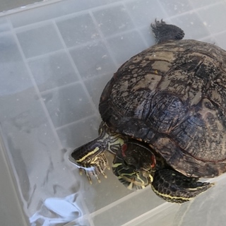 里親さん決まりました！