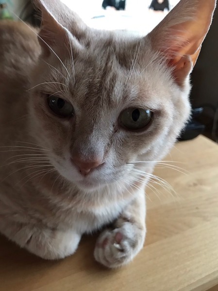 甘えん坊の茶トラくん サムネイル2