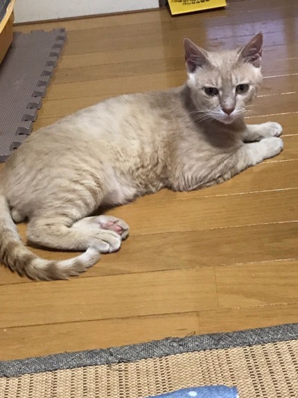 甘えん坊の茶トラくん サムネイル3