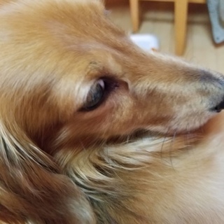 カニンヘンダックス男の子！一歳