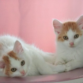 生後2ヶ月半の子猫と親猫☆里親募集