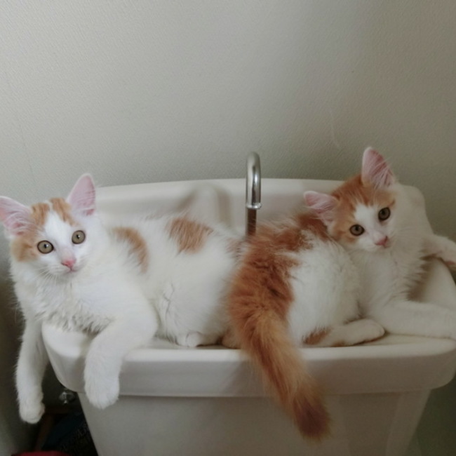 ねこねここのカバー写真