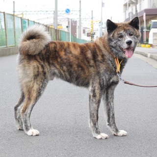 人馴れ抜群　甘えん坊な秋田犬の男の子