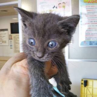 お見合い決定募集停止。ロシアンブルー系女子★リサ★