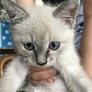 里親さん決定しましたm(_ _)m