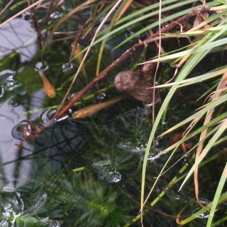 メダカ　タライごと