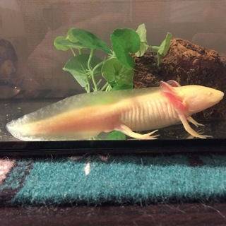 ウーパールーパー(アルビノ)と飼育環境一式