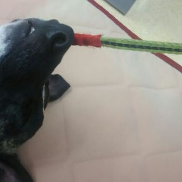 リードをカジッたりします。