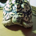ヒョウモンリクガメ里親募集