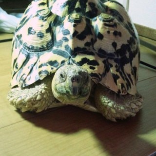 ヒョウモンリクガメ里親募集