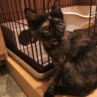 子猫の里親募集