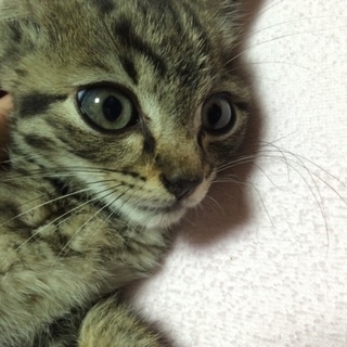 子猫の里親募集