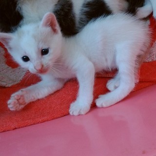 猫の里親を募集しています。