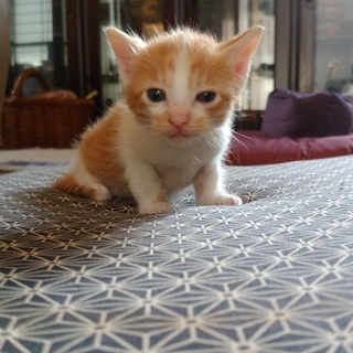 猫の里親を募集しています。