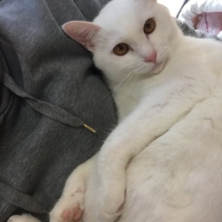 人懐っこい白猫